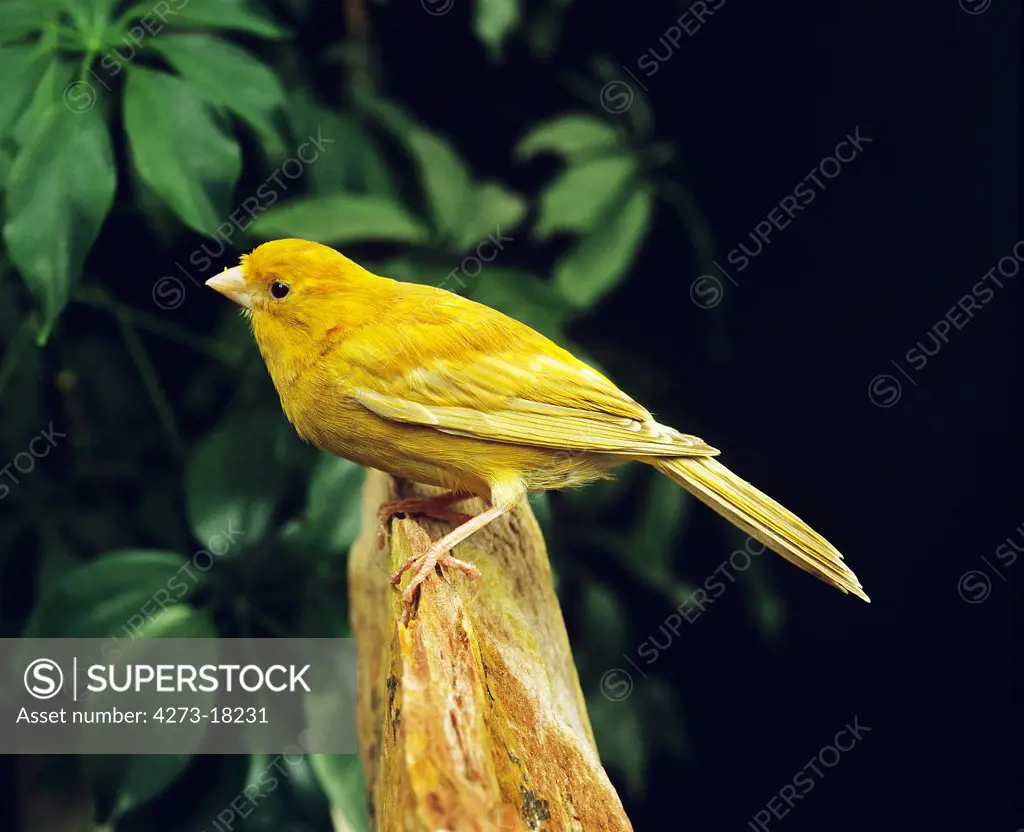 Isabella Canary, serinus canaria, Adult standing on Stone