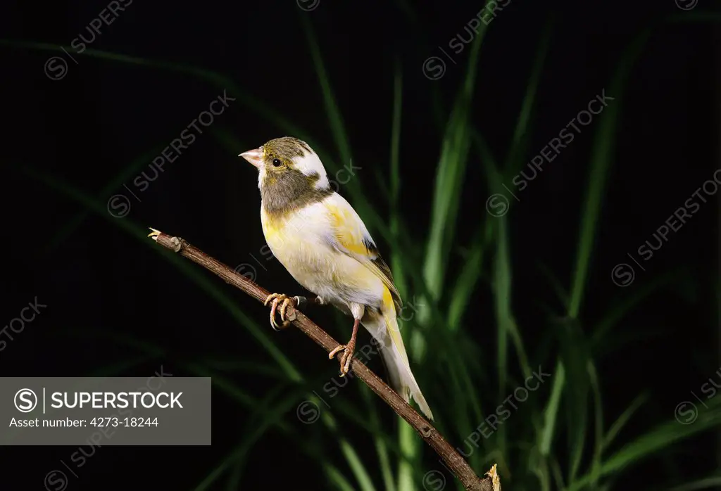 Singing Smet Canary, serinus canaria, Adult standing on Branch against Black Background