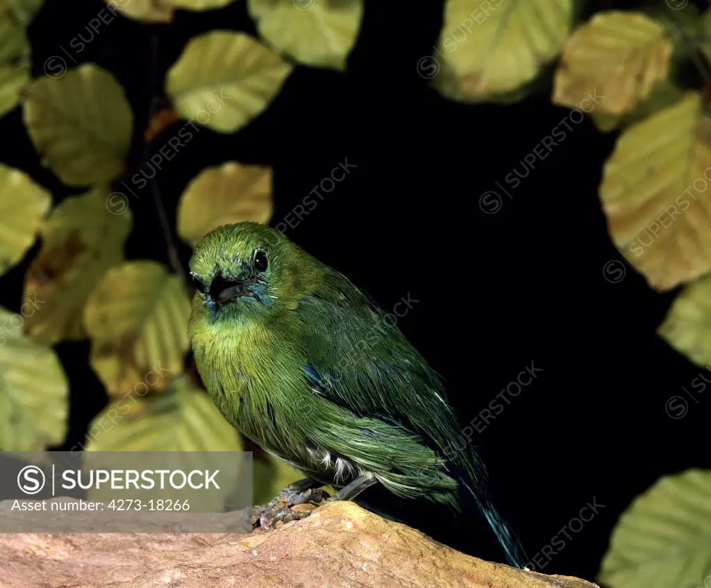 Tanager Bird, Bird from South America