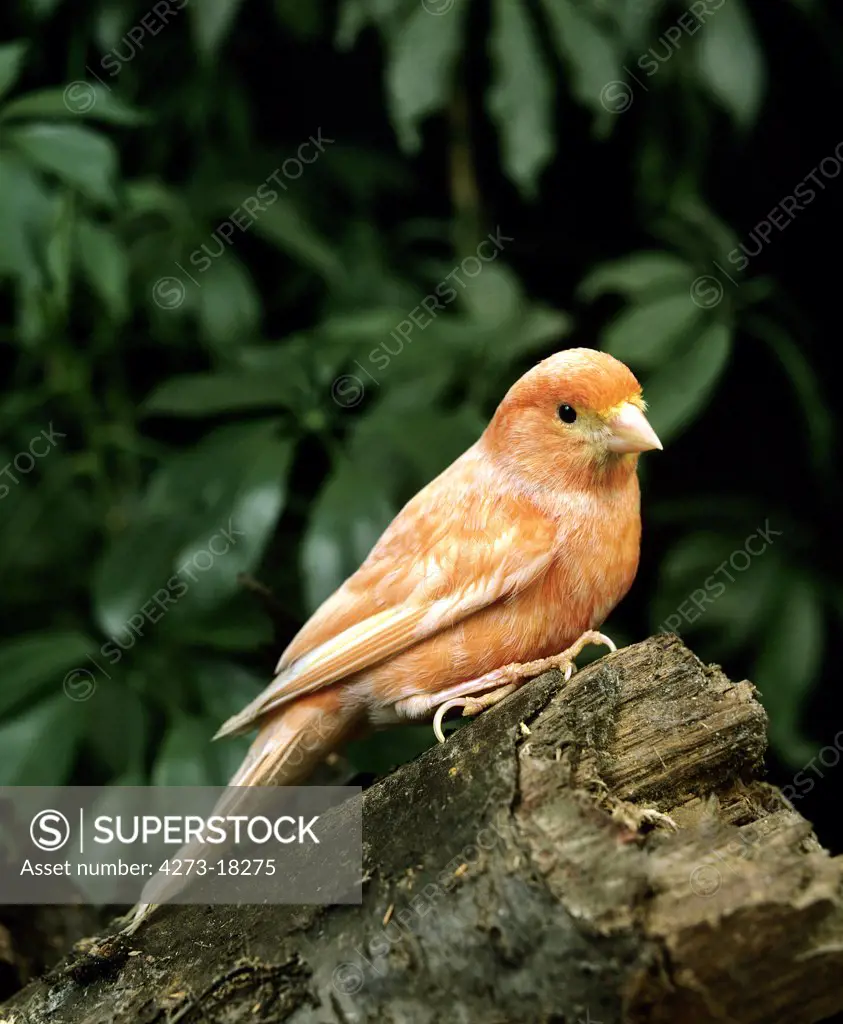 Red Canary, serinus canaria, Adult standing on Stump