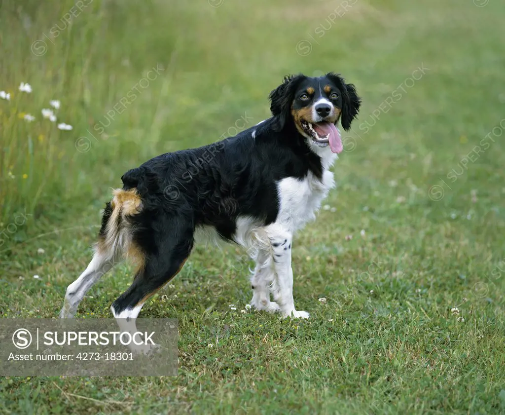 Brittany Spaniel, Dog standing on Grass with Tongue Out
