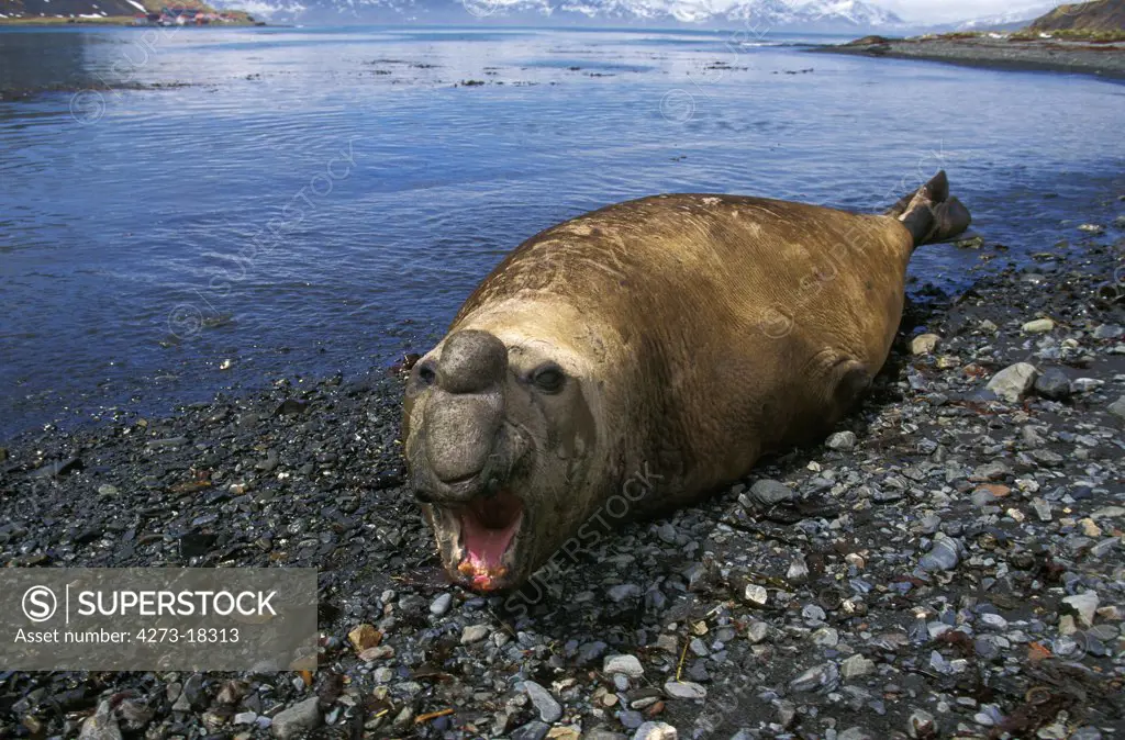 Southern Elephant Seal, mirounga leonina, Male with Open Mouth, Laying on Beach, Antarctica