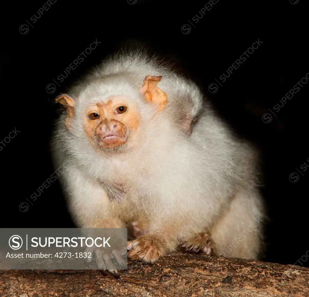 Silvery Marmoset Female Mico Argentatus Carrying A Baby On Its Back