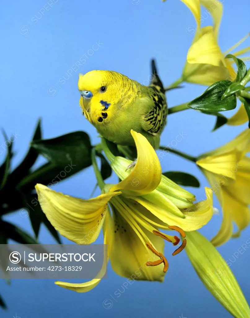 Budgerigar, melopsittacus undulatus, Bird on Flower