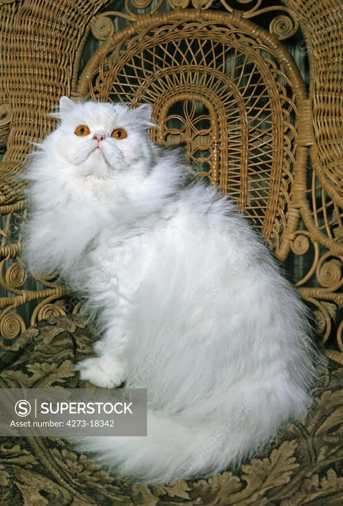 White Persian Domestic Cat standing on Armchair