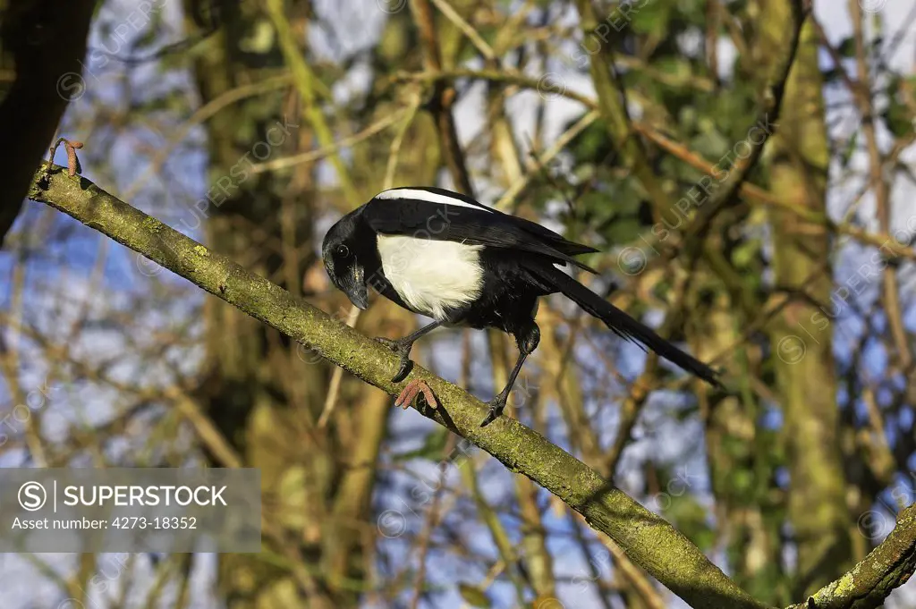 Black Billed Magpie or European Magpie, pica pica, Adult standing on Branch, Normandy
