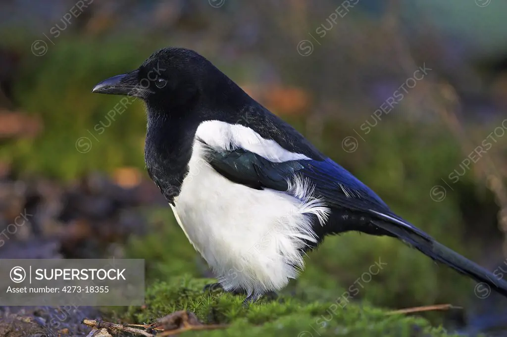 Black Billed Magpie or European Magpie, pica pica, Adult standing on Moss, Normandy