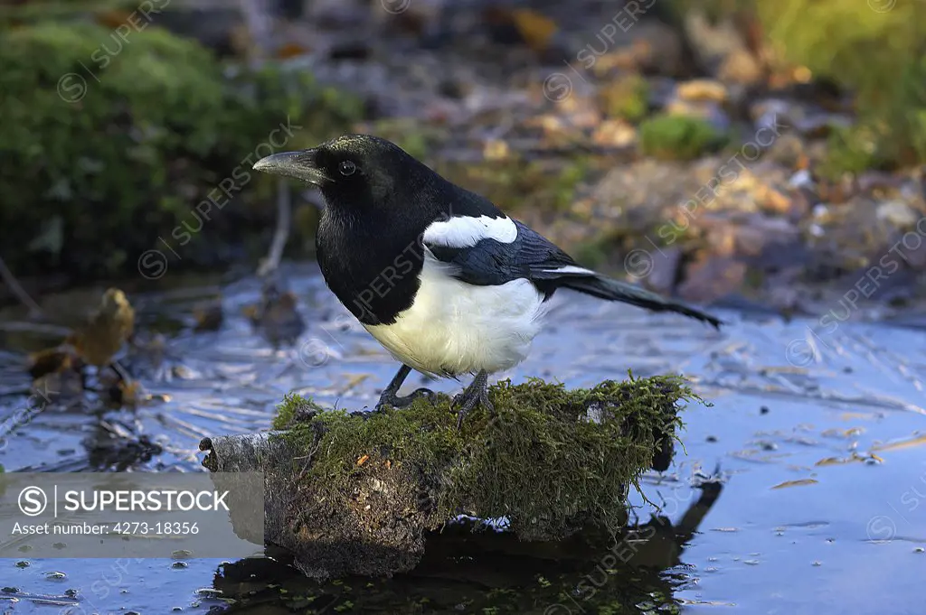 Black Billed Magpie or European Magpie, pica pica, Adult standing near Water Normandy