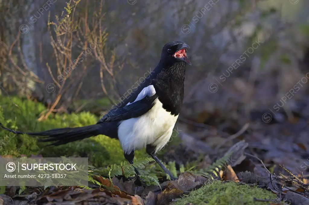 Black Billed Magpie or European Magpie, pica pica, Adult calling, Normandy