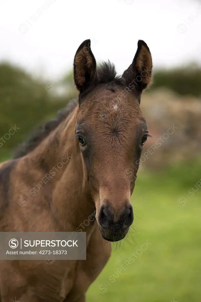 Akhal Teke, Horse Breed from Turkmenistan, Portrait of  Foal