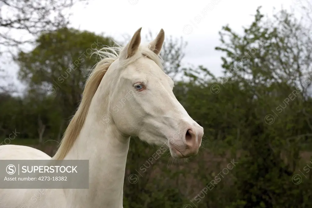 Akhal Teke, Horse Breed from Turkmenistan, Portrait of Adult