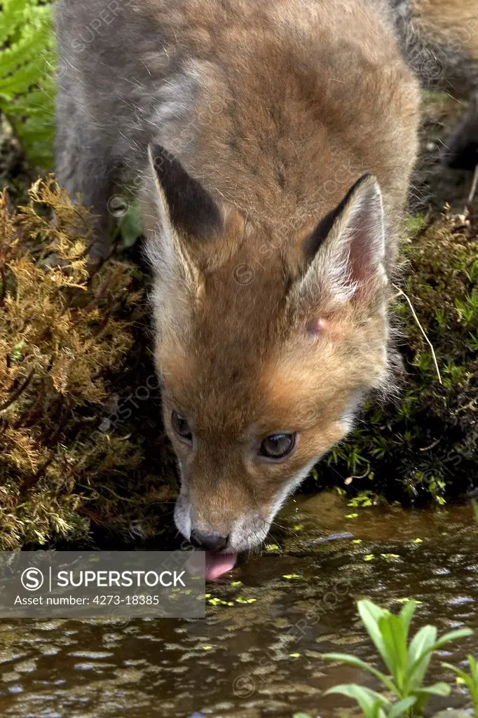 Red Fox, vulpes vulpes, Pup drinking Water, Normandy