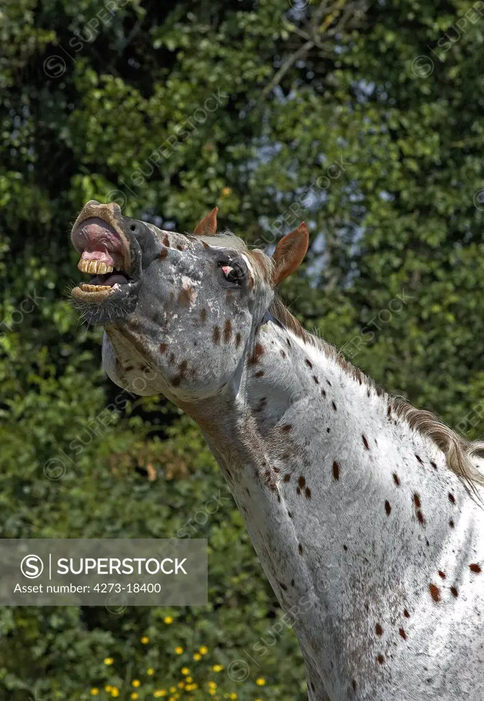 Appaloosa Horse, Adult Whinnying