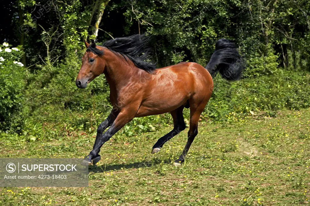 Appaloosa Horse, Adult Galloping through Meadow