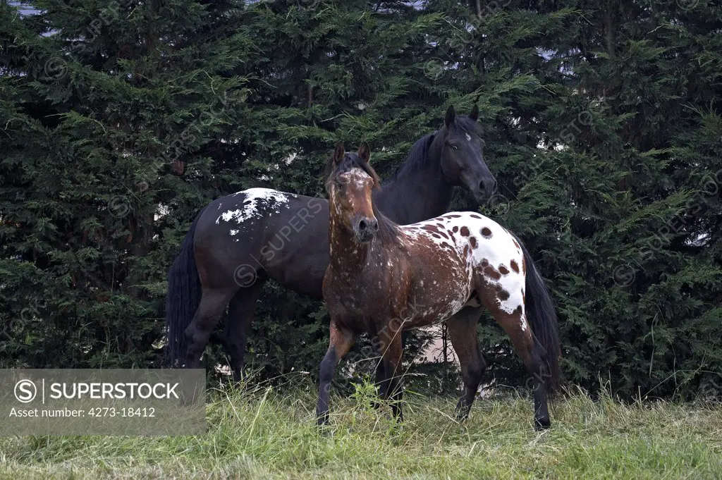 Appaloosa Horses standing in Paddock