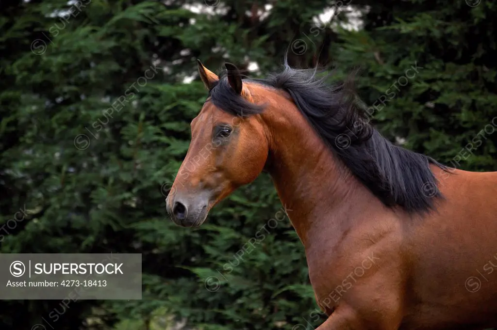 Appaloosa Horse standing in Paddock