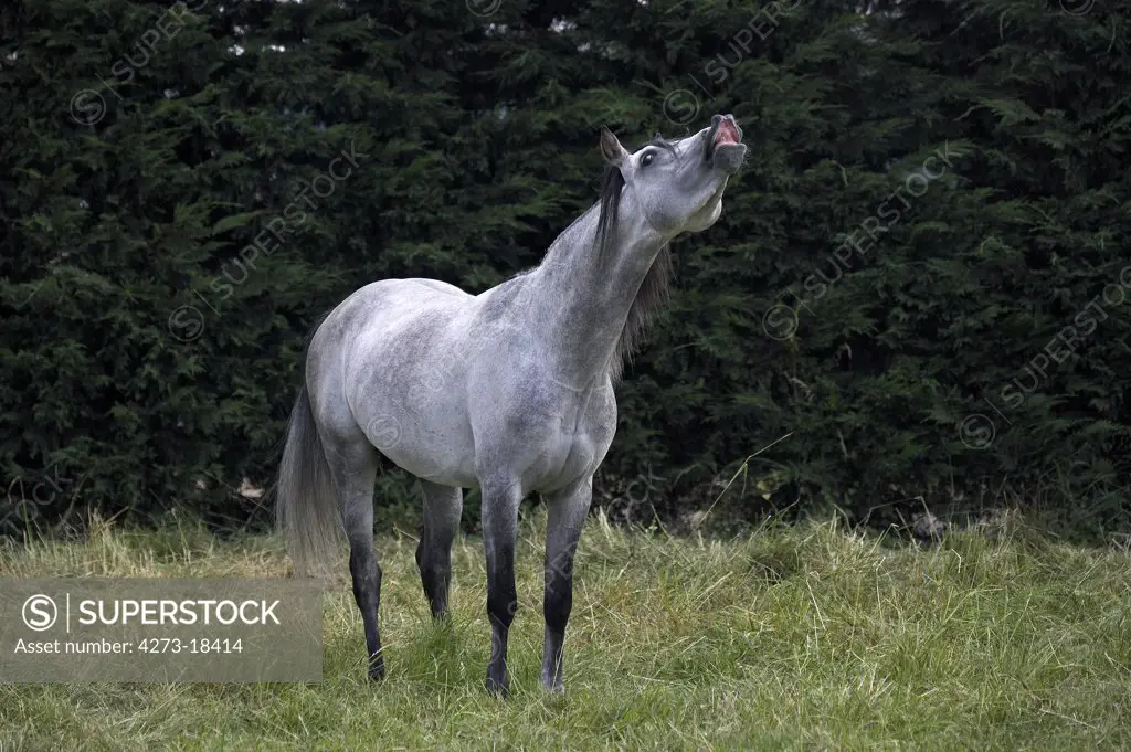 Arabian Horse, Adult in flehmen