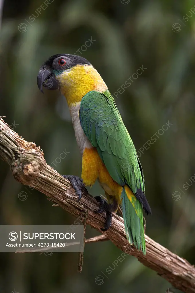Black Headed Parrot, pionites melanocephala, Adult standing on Branch