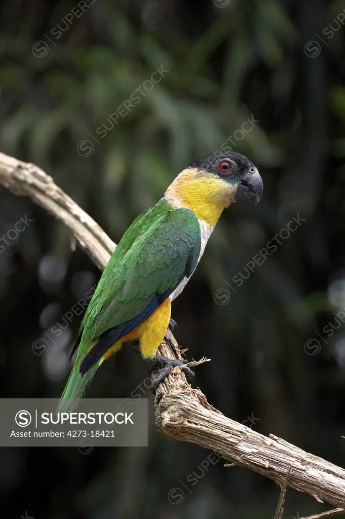 Black Headed Parrot, pionites melanocephala, Adult standing on Branch