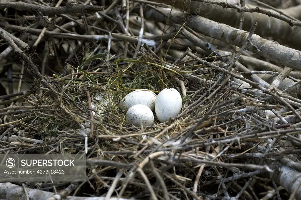 White Spoonbill, platalea leucorodia, 3 Eggs on Nest