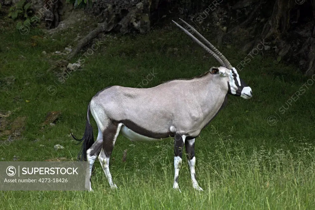 Gemsbok, oryx gazella, Adult