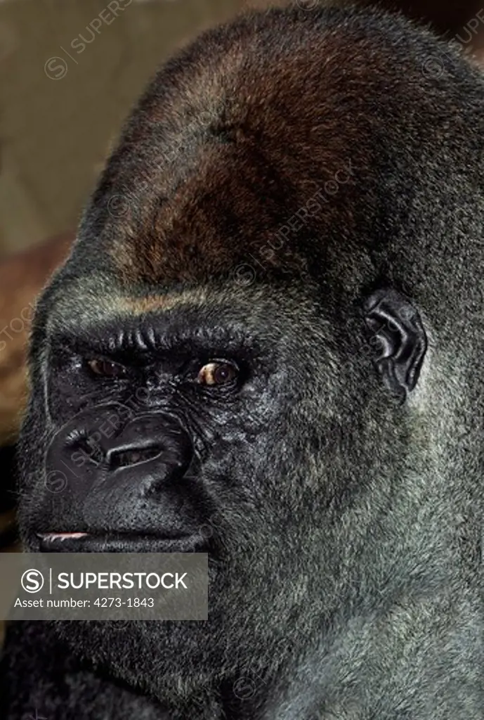 Eastern Lowland Gorilla Gorilla Gorilla Graueri, Head Close-Up Of Male