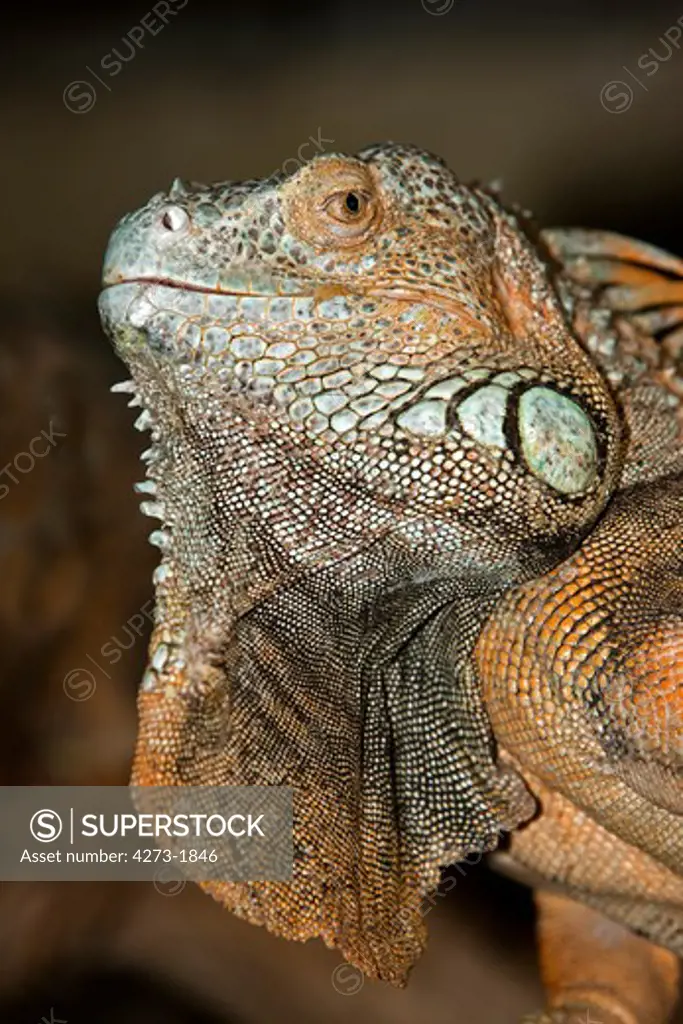 Green Iguana Iguana Iguana, Head Close-Up Of Adult