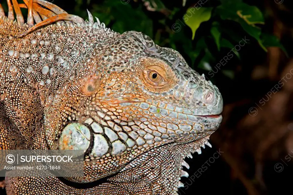 Green Iguana Iguana Iguana, Head Close-Up Of Adult