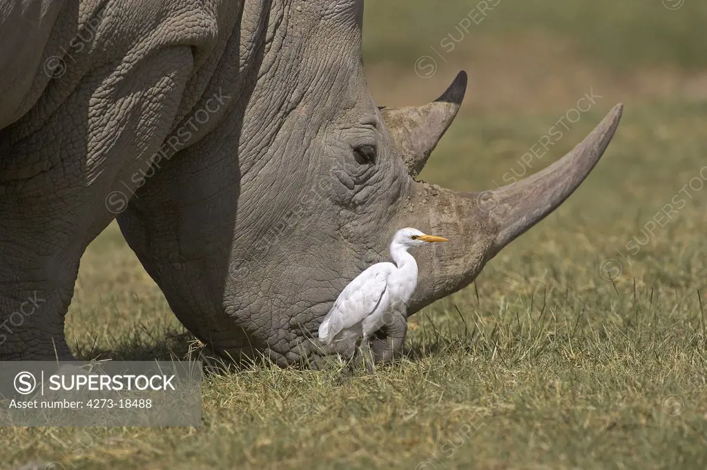White Rhinoceros, ceratotherium simum, Female with Cattle Egret, bubulcus ibis, Nakuru Park in Kenya