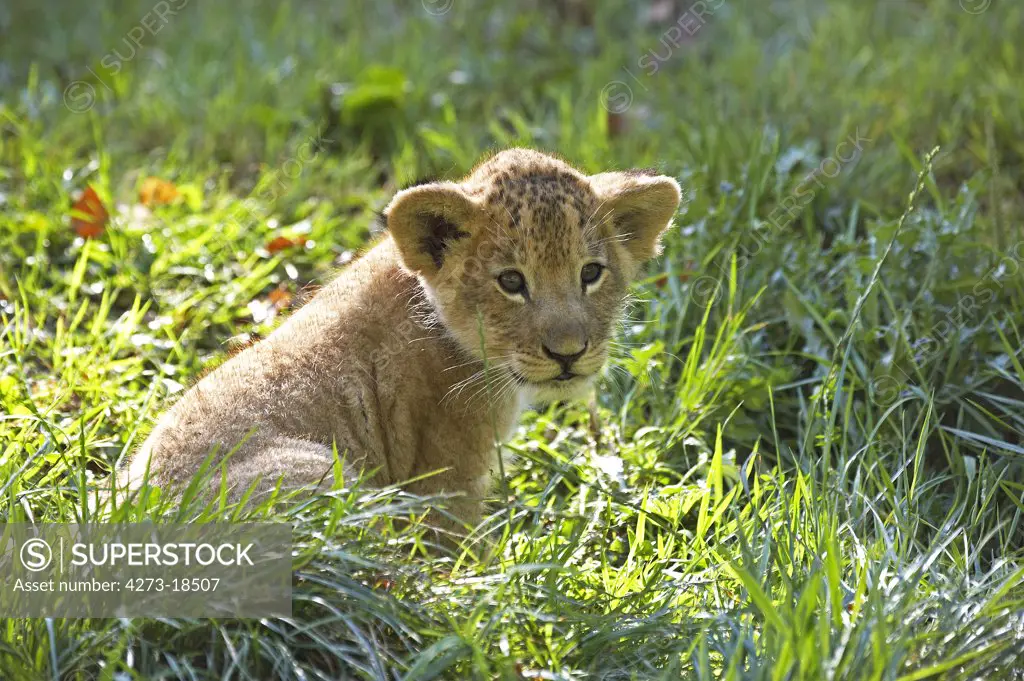 African Lion,  panthera leo, Cub sitting on Grass