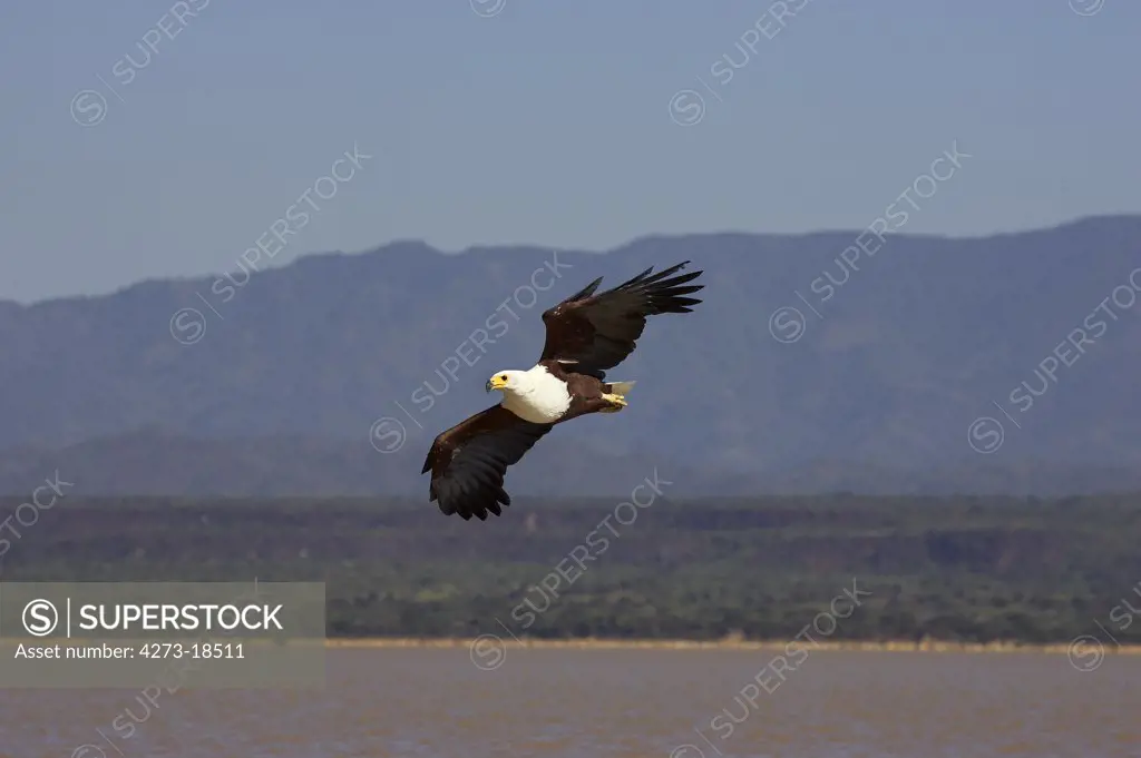 African Fish Eagle, haliaeetus vocifer, Adult in Flight,  Baringo Lake in Kenya