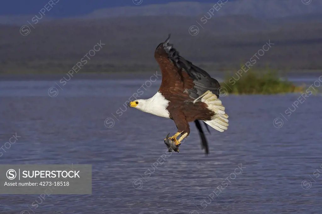 African Fish Eagle, haliaeetus vocifer, Adult in Flight with fish in Claws, Fishing, Baringo Lake in Kenya