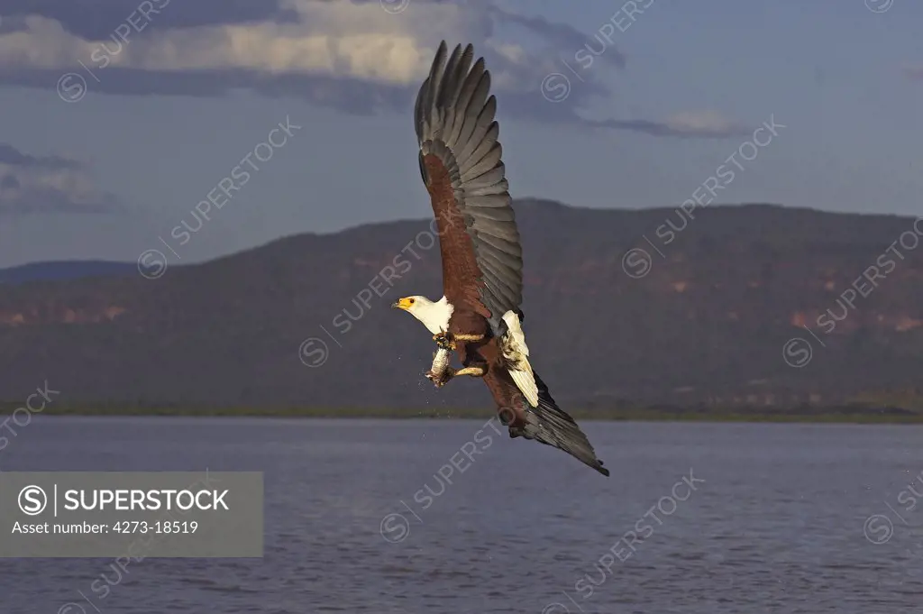 African Fish Eagle, haliaeetus vocifer, Adult in Flight with Fish in Claws, Fishing, Baringo Lake in Kenya