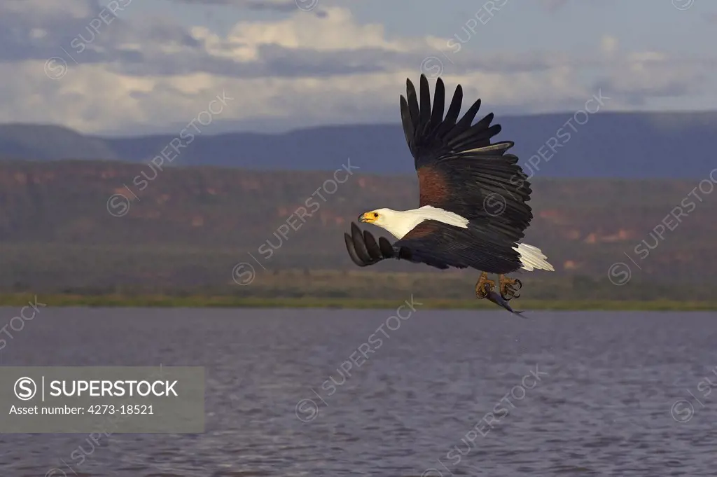 African Fish Eagle, haliaeetus vocifer, Adult in Flight with Fish in Claws, Fishing, Baringo Lake in Kenya