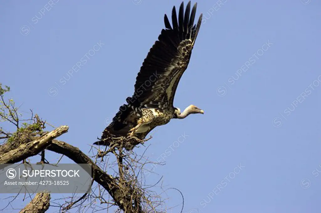 Ruppell's Vulture, gyps rueppellii, Adult in Flight against Blue Sky, Masai Mara Park in Kenya