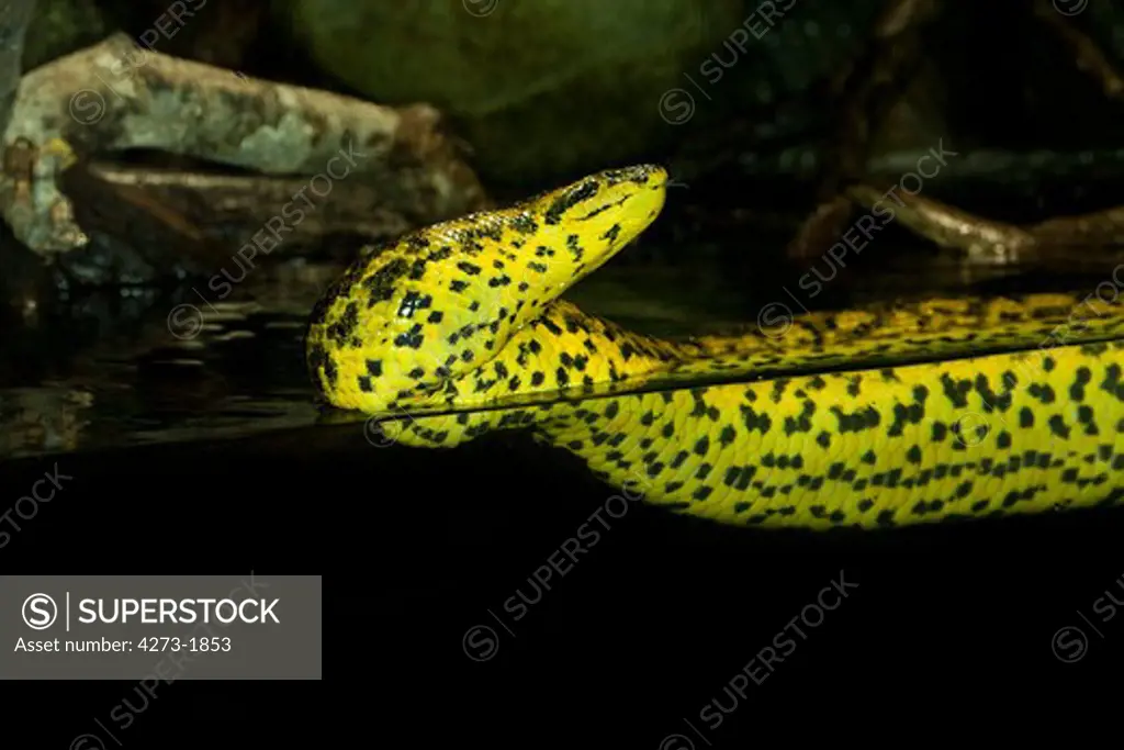 Yellow Anaconda Eunectes Notaeus