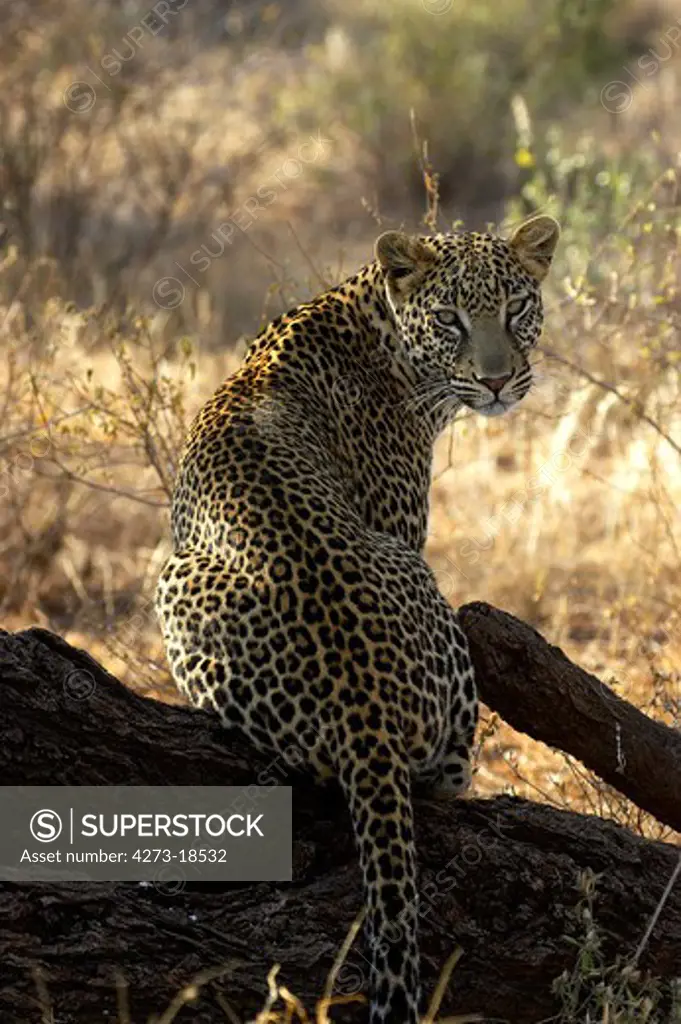 Leopard, panthera pardus, Adult sitting on Branch, Masai Mara Park in Kenya