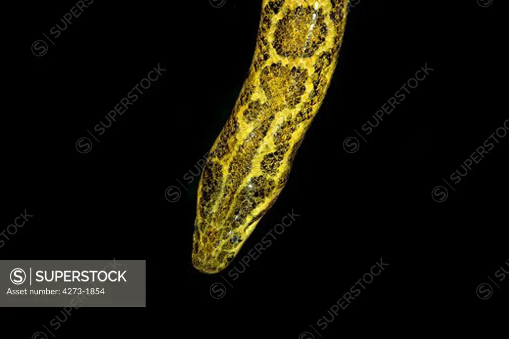 Head Close-Up Of Yellow Anaconda Eunectes Notaeus Against Black Background
