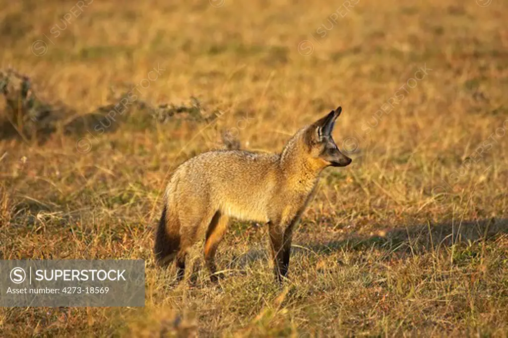 Bat Eared Fox, otocyon megalotis, Adult standing on Dry Grass, Masai Mara Park in Kenya