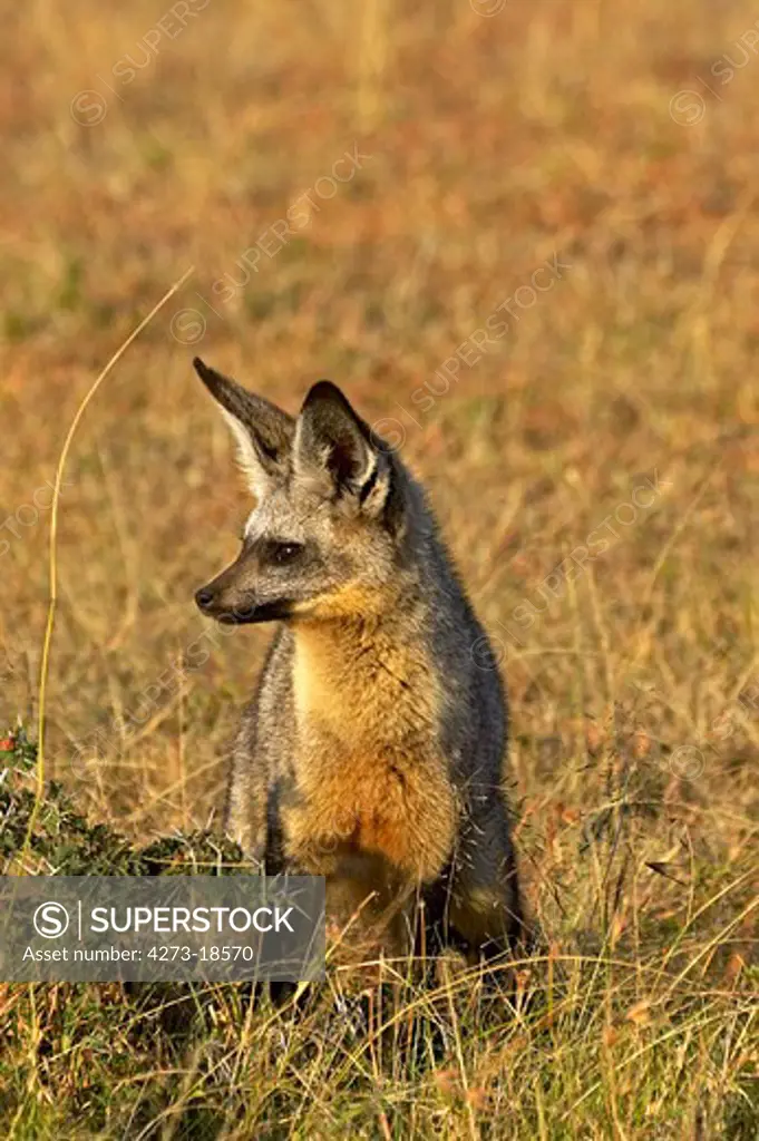 Bat Eared Fox, otocyon megalotis, Adult standing on Dry Grass, Masai Mara Park in Kenya