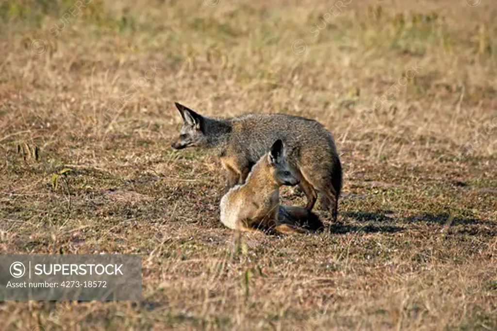 Bat Eared Fox, otocyon megalotis, Adults standing on Dry Grass, Masai Mara Park in Kenya