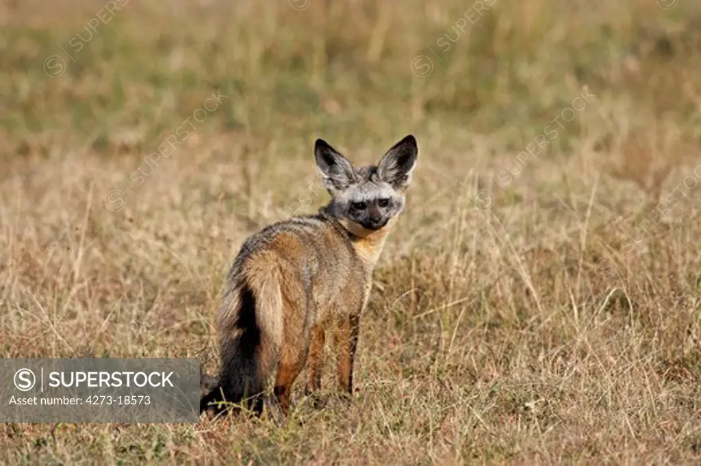 Bat Eared Fox, otocyon megalotis, Adult standing on Dry Grass, Masai Mara Park in Kenya