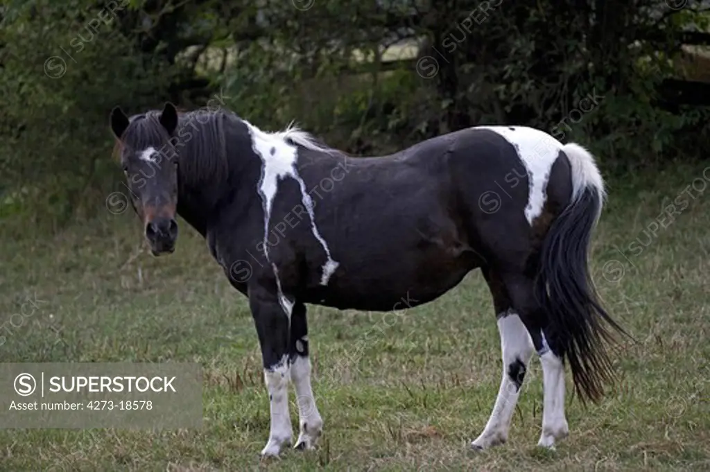 French Saddle Pony