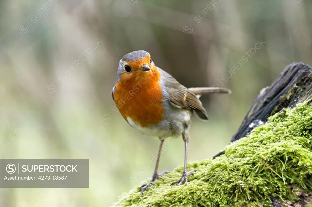 European Robin, erithacus rubecula, Adult standing on Moss, Normandy