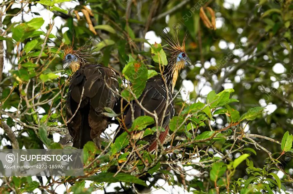 Hoatzin, opisthocomus hoazin, Adults perched in Tree, Los Lianos in Venezuela