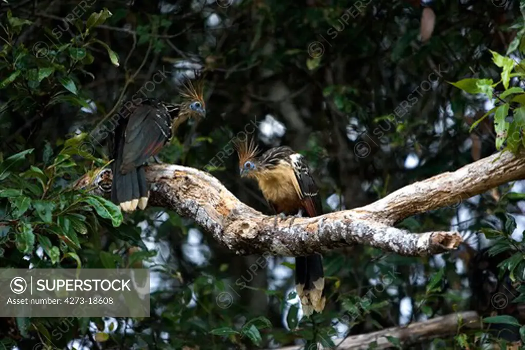 Hoatzin, opisthocomus hoazin, Adults perched in Tree, Los Lianos in Venezuela