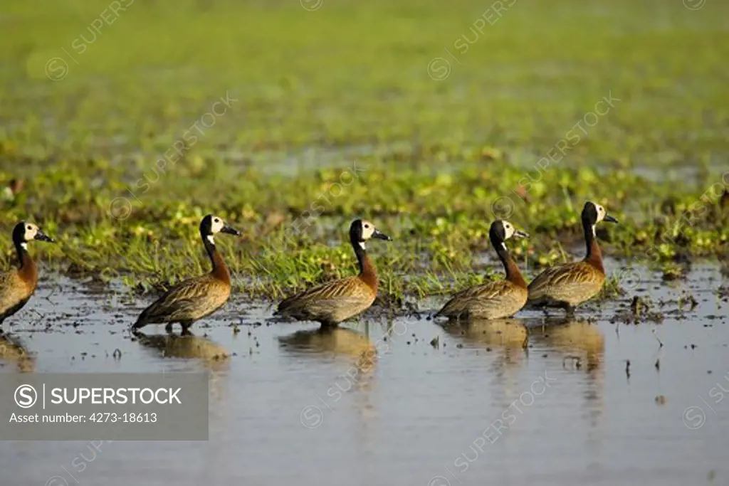 White Faced Whistling Duck, dendrocygna viduata, Group standing in Swamp, Los Lianos in Venezuela