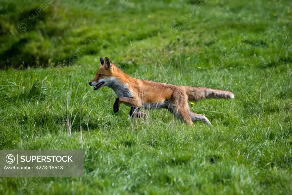 Red Fox, vulpes vulpes, Adult running on Grass, Normandy