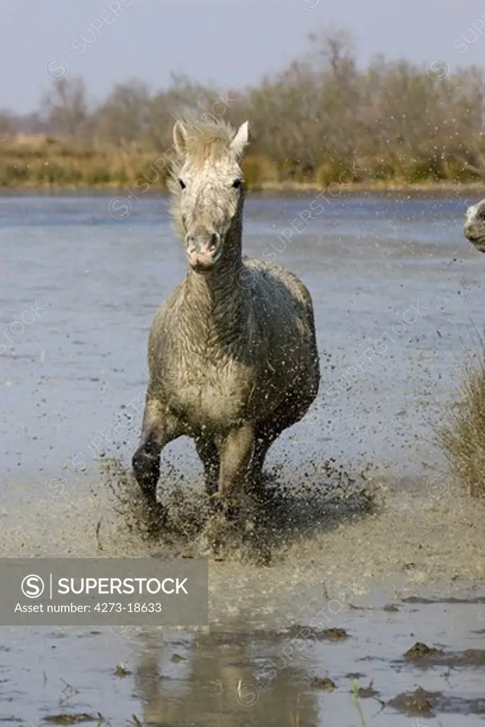Camargue Horse standing in Swamp, Saintes Marie de la Mer in Camargue, South of France