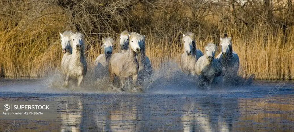 Camargue Horses, Herd galloping in Swamp, Saintes Marie de la Mer in Camargue, South of France